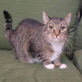 Cee Cee -  Domestic Short Hair Cat for Adoption in Murray, Utah - Cee Cee | PetCurious