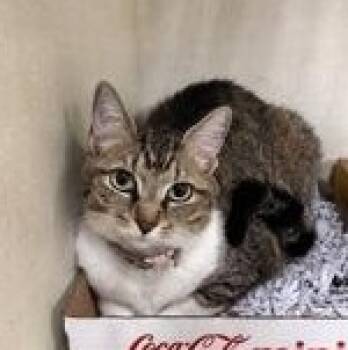 YoYo Meow (Pounce Cafe) -  Domestic Short Hair Cat for Adoption in Charleston, South Carolina - YoYo Meow (Pounce Cafe) | PetCurious