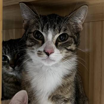 Domestic Short Hair Cats Available for Adoption in Yucca Valley, California - Belle | PetCurious