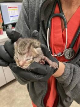 CASEN -  Domestic Short Hair Cat for Adoption in Dallas, Texas - CASEN | PetCurious