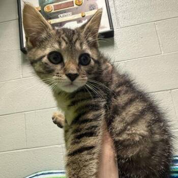 Domestic Short Hair Cats Available for Adoption in Jackson, Michigan - Bubble Gum | PetCurious