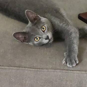 Wally -  Domestic Short Hair Cat for Adoption in East Leroy, Michigan - Wally | PetCurious