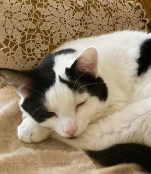 Domestic Short Hair Cats Available for Adoption - Mason (+ Maverick) | PetCurious