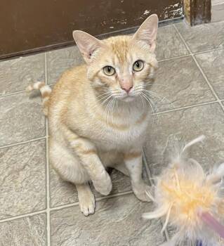 Domestic Short Hair Cats Available for Adoption in Sunnyvale, Texas - Tigger | PetCurious