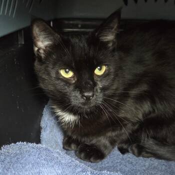 Margo -  Domestic Short Hair Cat for Adoption in Brimfield, Massachusetts - Margo | PetCurious
