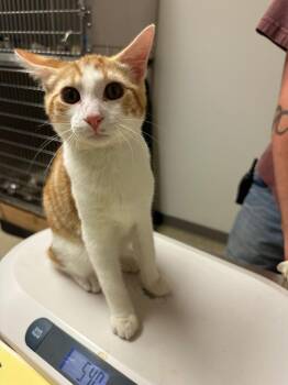 Tucker -  Tabby Cat for Adoption in Newberg, Oregon - Tucker | PetCurious