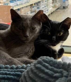 Domestic Short Hair Cats Available for Adoption in Canton, Massachusetts - Angel & Tommie  | PetCurious