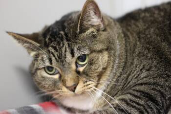 Rescue Domestic Short Hair Cats for Adoption in Rockford, Illinois - Enya | PetCurious