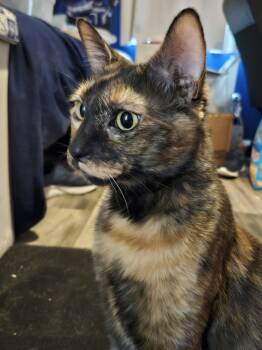 Rescue Domestic Short Hair Cats for Adoption in Brandon, Florida - Mocha | PetCurious