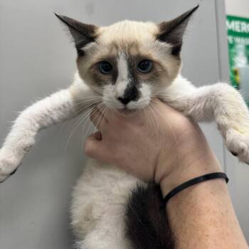 Fourloko -  Domestic Short Hair Cat for Adoption in Columbiana, Alabama - Fourloko | PetCurious