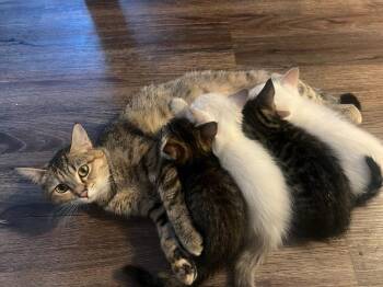 Chum -  Domestic Short Hair Cat for Adoption in Seattle, Washington - Chum | PetCurious