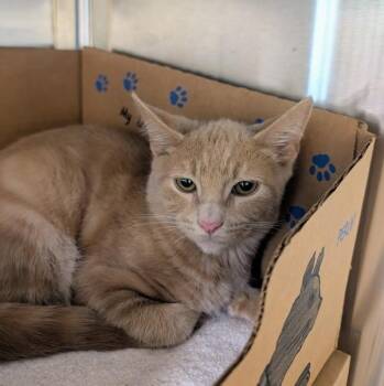 Bug -  Domestic Short Hair Cat for Adoption in Sechelt, British Columbia - Bug | PetCurious