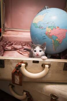 Denver -  Domestic Short Hair Cat for Adoption in Port Washington, Wisconsin - Denver | PetCurious