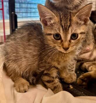 Domestic Short Hair and Abyssinian Cats Available for Adoption in New Braunfels, Texas - Myrtle | PetCurious