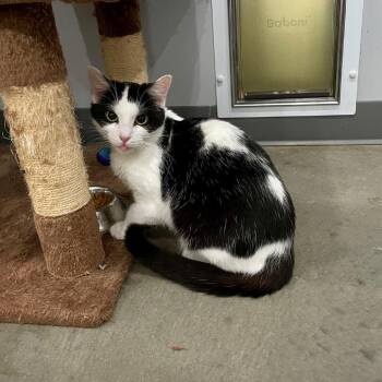 Snow White -  Domestic Short Hair Cat for Adoption in Fairmont, West Virginia - Snow White | PetCurious