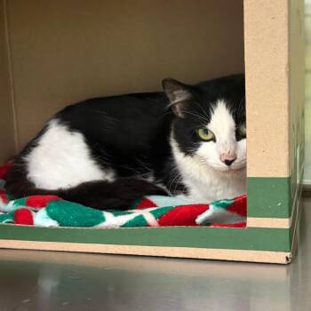 Oaks -  Domestic Short Hair Cat for Adoption in La Grange, Kentucky - Oaks | PetCurious