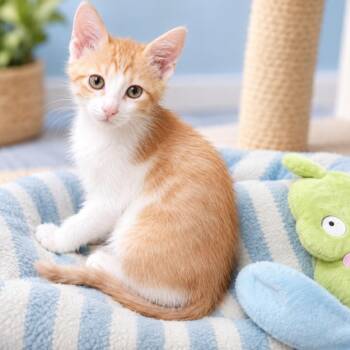 Jiffie -  Domestic Short Hair Cat for Adoption in Lewisville, Texas - Jiffie | PetCurious