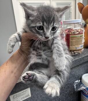 Silby -  Domestic Short Hair Cat for Adoption in Dyersburg, Tennessee - Silby | PetCurious