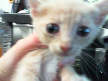 TESSA -  Domestic Short Hair Cat for Adoption in Charlotte, North Carolina - TESSA | PetCurious