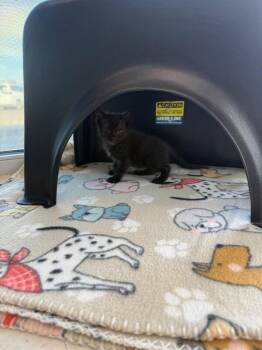 Maximus -  Domestic Short Hair Cat for Adoption in Hobbs, New Mexico - Maximus | PetCurious