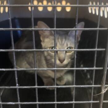 Domestic Short Hair Cats Available for Adoption - Dolly | PetCurious