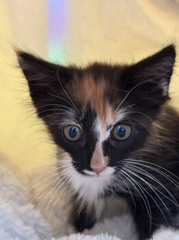 Rescue Calico Cats for Adoption in San Jose, California - Skitty Kitty (bonded W/ Meowth) | PetCurious