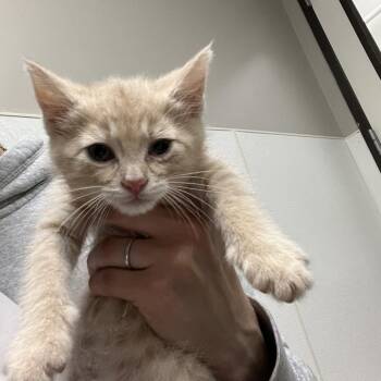 Ty -  Domestic Short Hair Cat for Adoption in Detroit Lakes, Minnesota - Ty | PetCurious