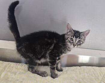 Zamboni -  Domestic Short Hair Cat for Adoption in Dickson, Tennessee - Zamboni | PetCurious
