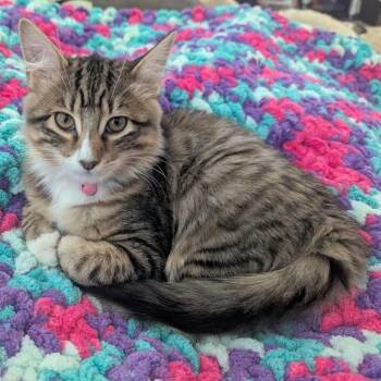 Domestic Medium Hair Cats Available for Adoption in Sunnyvale, California - Paprika | PetCurious