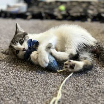 Socks - In Foster! -  Domestic Short Hair Cat for Adoption in Flagstaff, Arizona - Socks - In Foster! | PetCurious