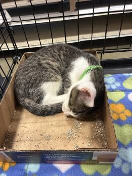 Rayitas -  Domestic Short Hair Cat for Adoption in Plano, Texas - Rayitas | PetCurious