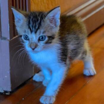 Rescue Domestic Short Hair Cats for Adoption in Morgan Hill, California - Pancake | PetCurious