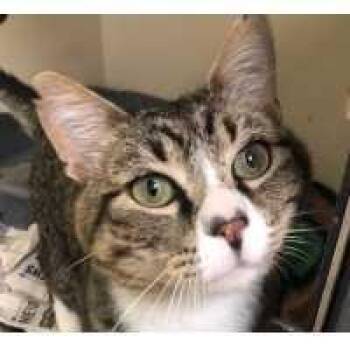 Ragnar -  Domestic Medium Hair Cat for Adoption in Kingman, Kansas - Ragnar | PetCurious