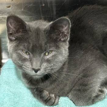 Domestic Short Hair Cats Available for Adoption in Newark, New Jersey - Lola | PetCurious