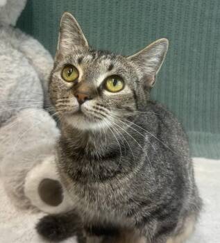 261445  Delphine -  Domestic Short Hair Cat for Adoption in Wetumpka, Alabama - 261445  Delphine | PetCurious