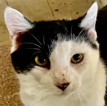 Cowboy GREAT CAT! -  Domestic Short Hair Cat for Adoption in Franklin, West Virginia - Cowboy GREAT CAT! | PetCurious