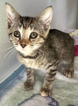 Rescue Domestic Short Hair Cats for Adoption in Margate, Florida - MUNISA | PetCurious