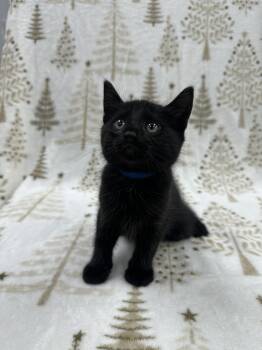 Rescue Domestic Short Hair Cats for Adoption in Columbus, Ohio - Leonardo | PetCurious