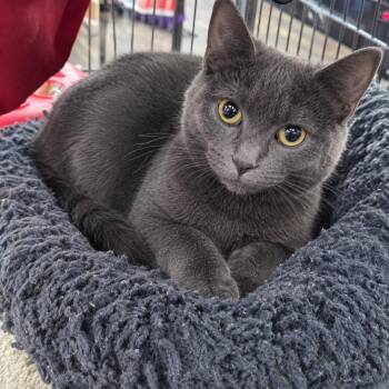 Stormy -  Domestic Short Hair Cat for Adoption in Farmington Hills, Michigan - Stormy | PetCurious