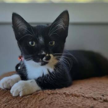 Cindy pawford -  Domestic Short Hair Cat for Adoption in Veneta, Oregon - Cindy Pawford | PetCurious