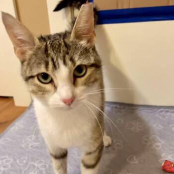 Rescue Domestic Short Hair Cats for Adoption in Chicago, Illinois - Neenah | PetCurious