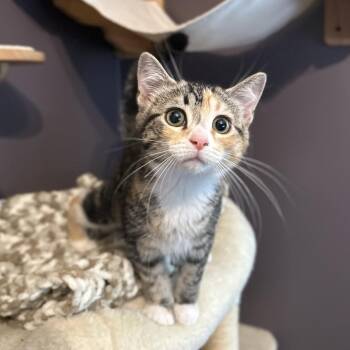 Jocelyn -  Domestic Short Hair Cat for Adoption in Ephrata, Pennsylvania - Jocelyn | PetCurious