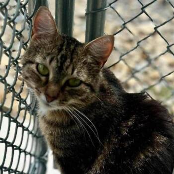 Christal -  Domestic Short Hair Cat for Adoption in New Philadelphia, Ohio - Christal | PetCurious
