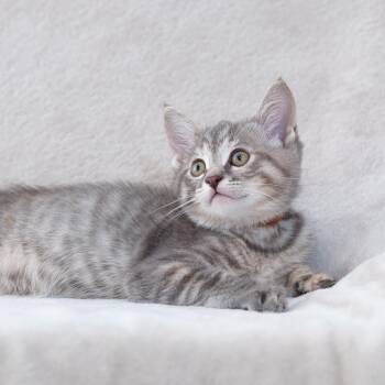 Domestic Short Hair Cats Available for Adoption in Sunnyvale, California - Jennie (Brown Collar) | PetCurious