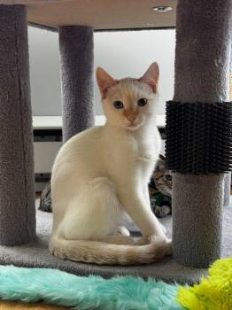 Sebastien 2 -  Siamese Cat for Adoption in Burnaby, British Columbia - Sebastien 2 | PetCurious