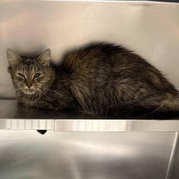 Pumpkin -  Domestic Long Hair and Domestic Short Hair Cat for Adoption in Galax, Virginia - Pumpkin | PetCurious