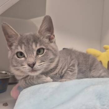 Rescue Domestic Short Hair Cats for Adoption in Jasper, Indiana - Keaton | PetCurious