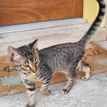 Hugo -  Domestic Short Hair Cat for Adoption in Chicago, Illinois - Hugo | PetCurious