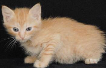 Fenty -  Tabby Cat for Adoption in Newland, North Carolina - Fenty | PetCurious