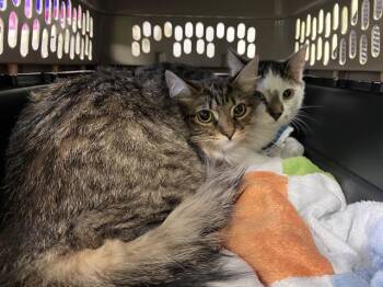 Domestic Medium Hair Cats Available for Adoption - CARAMEL | PetCurious